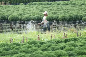 Nông dân làng hoa Sa Đéc  (Đồng Tháp) chăm sóc cúc mâm xôi  phục vụ thị trường tết 2022 Ảnh: QUỐC AN