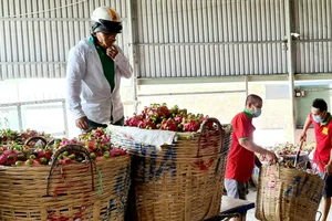 Thu hoạch thanh long bán cho thương lái tại tỉnh Long An.  Ảnh: NGỌC PHÚC