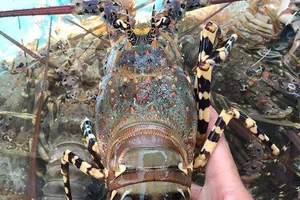 Không xuất khẩu được, tôm hùm rớt giá