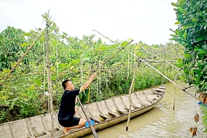 Fanpage “Tường của Má” chia sẻ ẩm thực miệt vườn  chưa kiếm được tiền từ quảng cáo