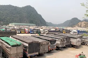 Tổ chức lại ngành hàng từ sản xuất đến thị trường