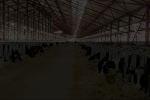 Cuộc sống như mơ của những “cô bò hạnh phúc”