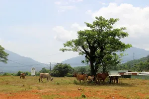 Dự án nâng cấp, tôn tạo Di tích lịch sử Điểm chiến thắng Đèo Nhông thành nơi... thả bò.  Ảnh: NGỌC OAI
