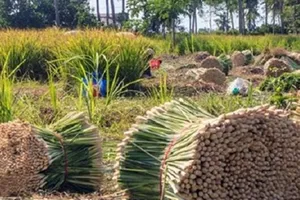 Huyện cù lao Tân Phú Đông (Tiền Giang): Trồng sả cho hiệu quả kinh tế cao 