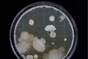 Một bản nhạc “sống” của Mikeal Hwang