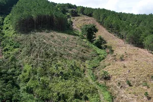 Rừng tại tiểu khu 274A, lâm phần do Ban Quản lý rừng phòng hộ Lâm Hà quản lý (xã Gia Lâm, huyện Lâm Hà, Lâm Đồng) tiếp tục bị cưa hàng trăm cây thông 