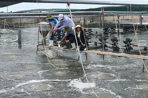  Diện tích nuôi tôm ứng dụng công nghệ cao  tại Bến Tre đã tăng thêm 493ha. Ảnh: HOÀNG TRUNG