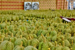 Cần Thơ xuất khẩu lô sầu riêng chính ngạch đầu tiên sang Trung Quốc 