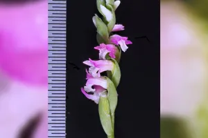 Những bông hoa mỏng manh như thủy tinh có màu hồng và trắng