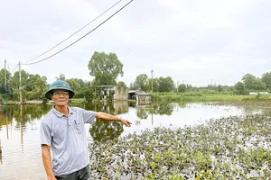 Quảng Bình: Nhiều diện tích rau, hoa bị ngập úng