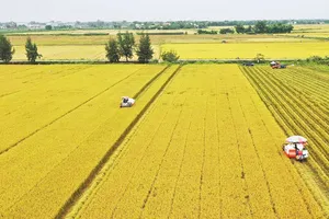 ĐBSCL triển khai đề án 1 triệu ha lúa chất lượng cao