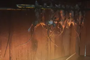 Đón khách quý dịp tết bằng chuột “quý tộc” 