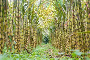 Nông dân miền Tây phấn khởi từ vụ “mía ngọt” đầu năm