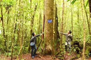 Tín chỉ carbon - Giải pháp khôi phục rừng Tây Nguyên - Bài 2: Kỳ vọng từ thị trường tín chỉ carbon