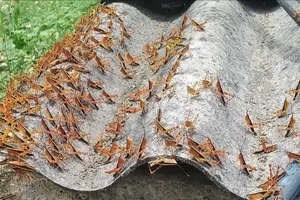 Nguyên nhân châu chấu tre phát triển thành dịch ở phía Bắc