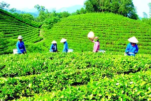 Một dự án được ngân hàng cho vay theo chương trình nông nghiệp sạch. Ảnh: Hà Phương