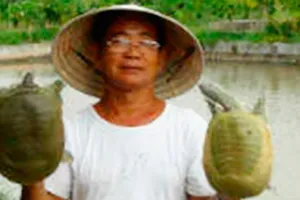 Sản xuất  ba ba giống 