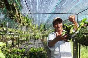 25 năm sống khỏe với nghề trồng lan