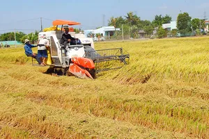 Nếu nước biển dâng 100cm thì khoảng 38,9% diện tích ĐBSCL bị ngập. Trong ảnh: Thu hoạch lúa tại ĐBSCL. Ảnh: CAO THĂNG