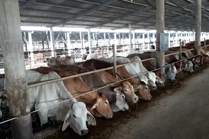 Đàn bò Úc được nuôi vỗ béo tại Công ty TNHH MTV  Huy Long An