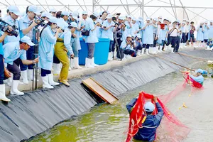 Mô hình nuôi tôm siêu thâm canh cho hiệu quả cao. Ảnh: NGUYỄN THANH