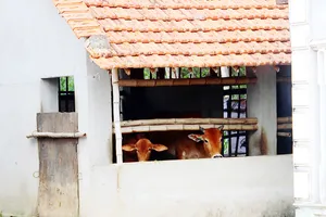 Lo lũ cuốn trôi bò nên người dân xóm Quý Viên  (thôn Đông Bình, xã Nhơn Thọ) đã chi hàng chục triệu đồng xây nhà lớn cho bò tránh lũ