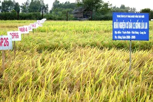 Sóc Trăng khảo nghiệm giống lúa chịu mặn ở vùng tôm - lúa