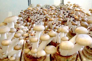 Trồng nấm đã trở thành một nghề mang lại thu nhập cao cho nông dân Việt Nam. (Ảnh minh họa)