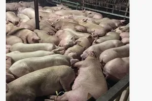 Hàng ngàn con heo đang nằm li bì vì dính thuốc an thần  