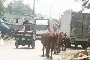   Trên đường liên phường quận Bình Tân, đàn bò thả rông  đi nghênh ngang trên đường