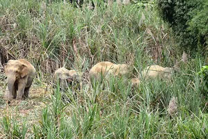Tạo vùng sinh cảnh  cho voi rừng
