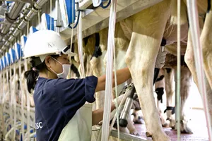 Sản xuất sữa nguyên liệu có hàm lượng Omega 3 tự nhiên