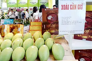Trồng xoài cát, thu nhập cao