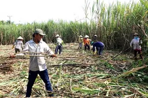 Gia Lai: Mía được mùa, mất giá