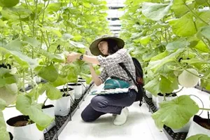 Chăm sóc dưa lưới trồng trong nhà màng