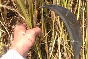 Nhớ chiếc vòng gặt thân thương