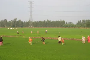 Nông dân Đồng Tháp chăm sóc lúa hè thu năm 2018