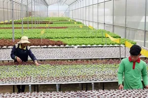 Đưa công nghệ vào nông nghiệp vùng  Nam Trung bộ - Tây Nguyên