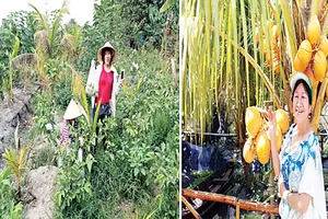 Đi hái trái cây, rau vườn các loại ở Sài Gòn