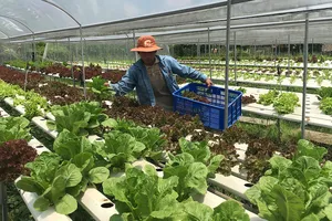 Trồng rau thủy canh kiếm tiền triệu