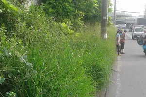 Vỉa hè um tùm cây dại