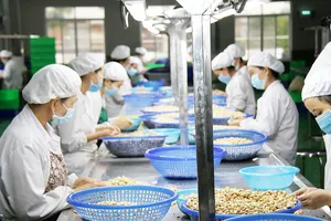 Chế biến điều nhân tại Công ty TNHH SX-TM Phúc An  (Phước Long, tỉnh Bình Phước). Ảnh: PHIÊU NHIÊN