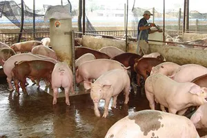 Đồng Nai: Giá heo tăng cao vì thương lái gom hàng đi miền Bắc