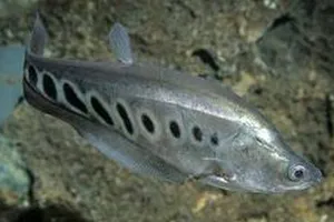 Chọn tạo được 1.000 con giống cá thát lát còm bố mẹ