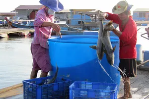 Niềm vui từ xã đảo Long Sơn