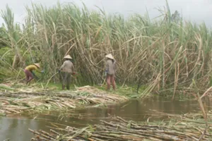 1.000ha mía ở Hậu Giang nguy cơ bị ngập lũ