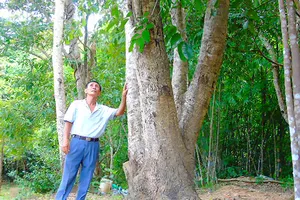 Ông Bảy Ách bên trong khu rừng bán ngập  