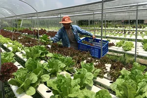 Nhờ phủ lưới điện rộng khắp nên nông dân Bình Chánh đã ứng dụng công nghệ cao  vào sản xuất nông nghiệp