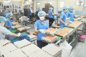 Sản xuất trứng cung ứng hàng bình ổn thị trường tết  tại Công ty Vĩnh Thành Đạt. Ảnh: THÀNH TRÍ