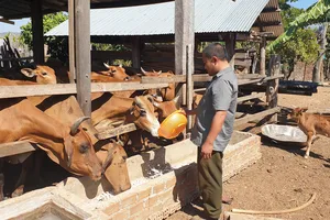 Nhờ cần cù, siêng năng đến nay vợ chồng anh Diện đã có 6ha mía, đàn bò hơn 50 con, thu nhập bình quân từ 500 - 700 triệu đồng/năm